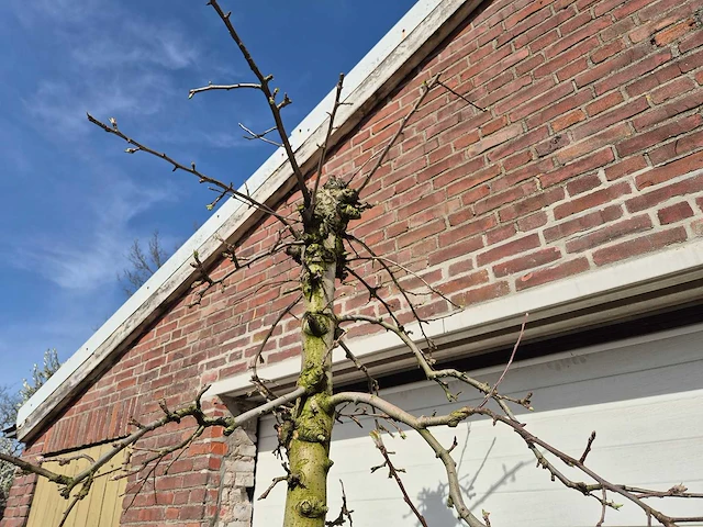 Appelboom rode boskoop - malus domestica - hoogte ca. 250 cm - afbeelding 3 van  4