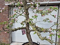Appelboom rode boskoop - malus domestica - hoogte ca. 250 cm - afbeelding 2 van  7