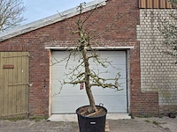 Appelboom rode boskoop xl - malus domestica - hoogte ca. 300 cm - afbeelding 1 van  7