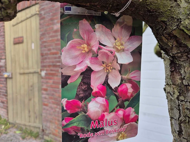 Appelboom rode boskoop xl - malus domestica - hoogte ca. 300 cm - afbeelding 2 van  7