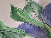 Aquarel, maya wildevuur, bos radijs op krant, 1996 - afbeelding 3 van  9