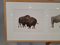 Aquarel, sonja dwinger, bizons - afbeelding 4 van  9