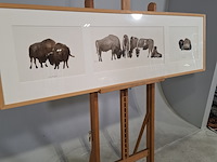 Aquarel, sonja dwinger, bizons - afbeelding 5 van  9