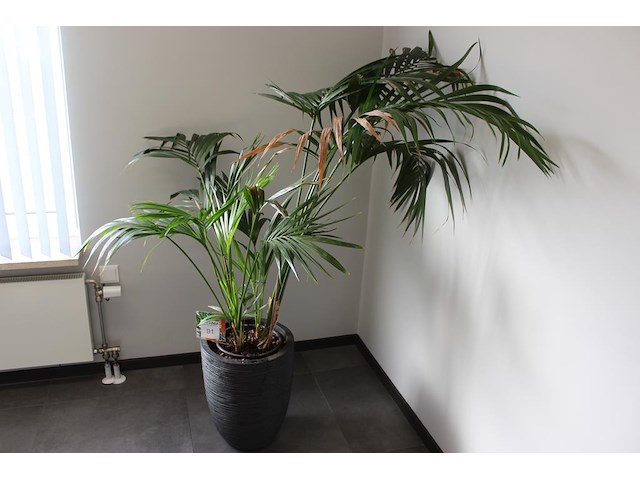 Archiefkast met twee roldeuren. afmeting 120 x 4 3 x 75 cm. - afbeelding 1 van  2