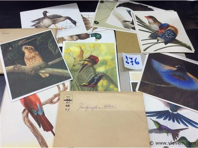 Artis eenden en paradijsvogels - afbeelding 2 van  2