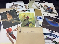 Artis eenden en paradijsvogels - afbeelding 2 van  2