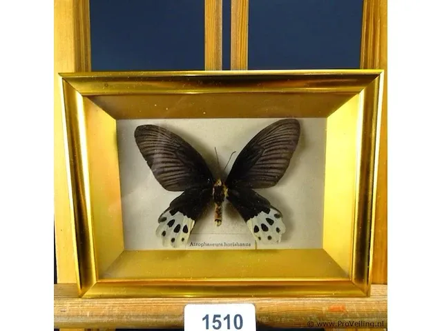 Atrophaneura horishanus in vitrine lijst - afbeelding 1 van  5