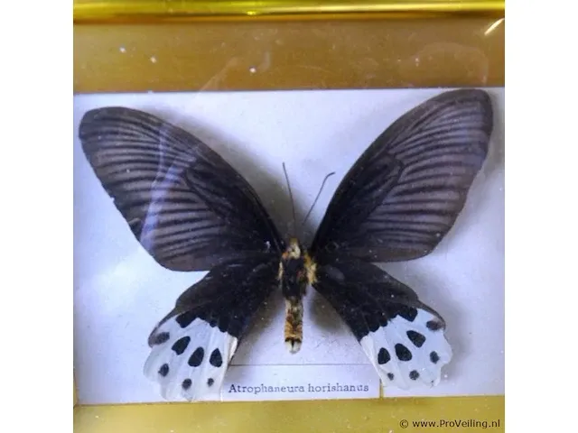 Atrophaneura horishanus in vitrine lijst - afbeelding 2 van  5