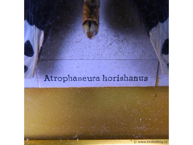 Atrophaneura horishanus in vitrine lijst - afbeelding 3 van  5