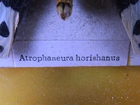 Atrophaneura horishanus in vitrine lijst - afbeelding 3 van  5