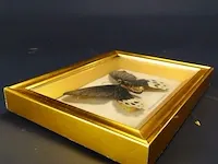 Atrophaneura horishanus in vitrine lijst - afbeelding 5 van  5