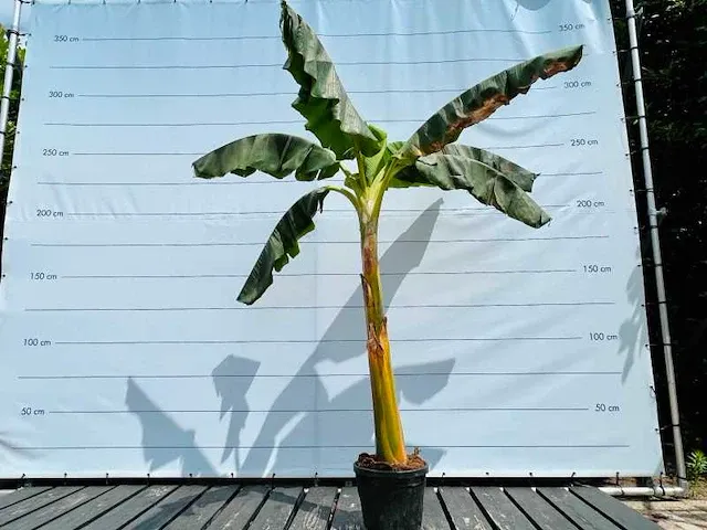 Bananenboom musa basjoo 230cm - afbeelding 1 van  1