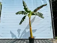 Bananenboom musa basjoo 230cm - afbeelding 1 van  1