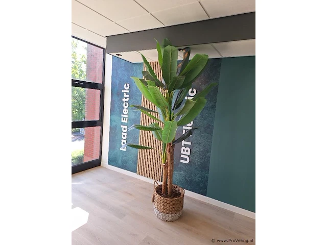 Bananenplant - ca. 250 hoog - kunststof - afbeelding 1 van  3