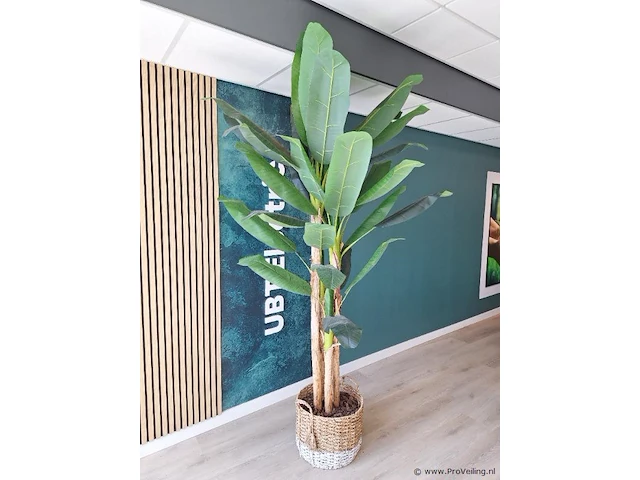 Bananenplant - ca. 250 hoog - kunststof - afbeelding 2 van  3