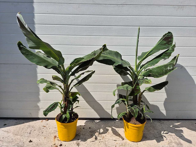 Bananenplant - musa dwarf cavendish - hoogte ca. 100 cm (2x) - afbeelding 1 van  3