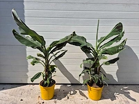 Bananenplant - musa dwarf cavendish - hoogte ca. 100 cm (2x) - afbeelding 1 van  3
