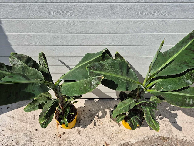 Bananenplant - musa dwarf cavendish - hoogte ca. 100 cm (2x) - afbeelding 2 van  3