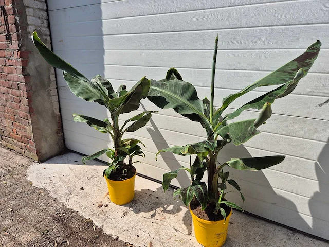 Bananenplant - musa dwarf cavendish - hoogte ca. 100 cm (2x) - afbeelding 3 van  3