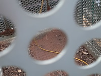 Bandenkooi, cormach - afbeelding 9 van  9