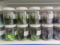 Baoli glass - partij mozaiek glas, circa 563 verpakkingen - afbeelding 8 van  11