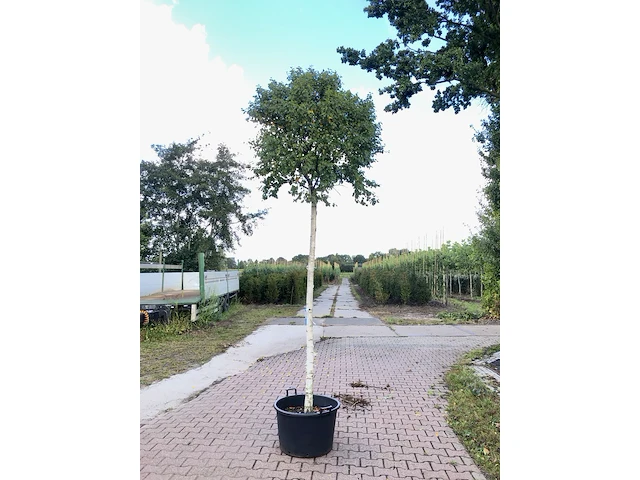 Berk betula 'magical globe', bolboom, witte stam, ca. 220 cm stamhoogte - afbeelding 1 van  1