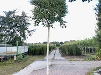 Berk betula 'magical globe', bolboom, witte stam, ca. 220 cm stamhoogte - afbeelding 1 van  1