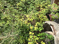 Betonnen buizen (30x) - afbeelding 9 van  10