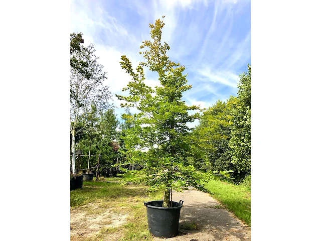 Beuk fagus sylvatica, ca. 3 m hoog - afbeelding 1 van  1