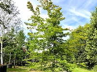 Beuk fagus sylvatica, ca. 3 m hoog - afbeelding 1 van  1