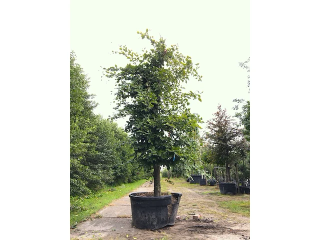 Beuk fagus sylvatica, ca. 3 m hoog - afbeelding 1 van  1