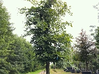Beuk fagus sylvatica, ca. 3 m hoog - afbeelding 1 van  1