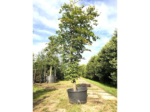 Beuk fagus sylvatica, ca. 4 m hoog - afbeelding 1 van  1