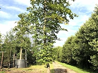Beuk fagus sylvatica, ca. 4 m hoog - afbeelding 1 van  1