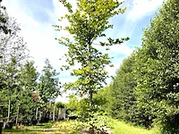 Beuk fagus sylvatica, ca. 4 m hoog - afbeelding 1 van  1