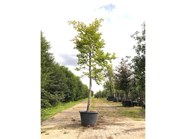 Beuk fagus sylvatica, ca. 5 m hoog - afbeelding 1 van  1