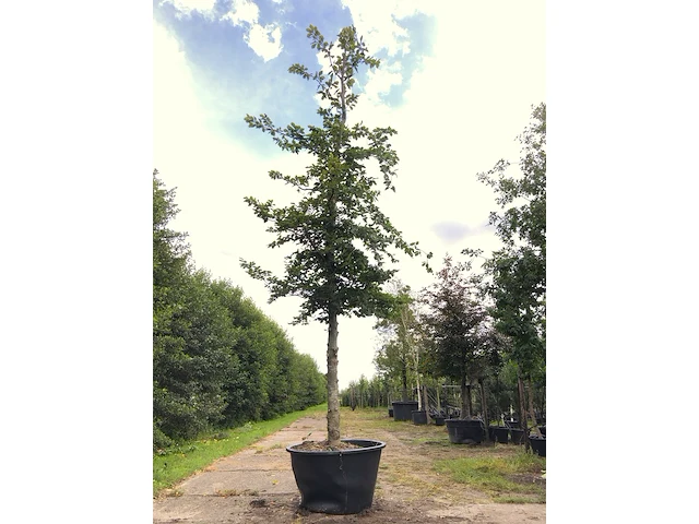 Beuk fagus sylvatica, ca. 6 m hoog - afbeelding 1 van  1