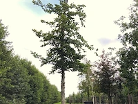 Beuk fagus sylvatica, ca. 6 m hoog - afbeelding 1 van  1