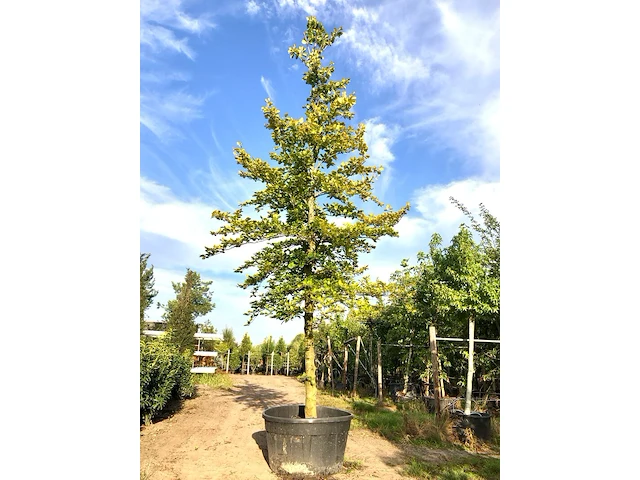 Beuk fagus sylvatica, ca. 7 m hoog - afbeelding 1 van  1