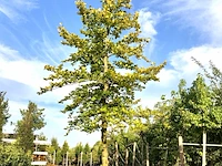 Beuk fagus sylvatica, ca. 7 m hoog - afbeelding 1 van  1