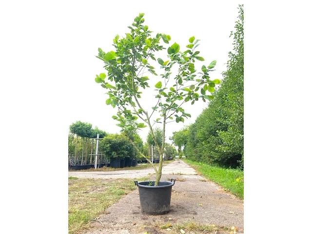 Beverboom magnolia 'yellow river', meerstammig, zachtgele bloei, ca. 200 cm hoog - afbeelding 1 van  2