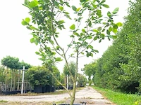 Beverboom magnolia 'yellow river', meerstammig, zachtgele bloei, ca. 200 cm hoog - afbeelding 1 van  2