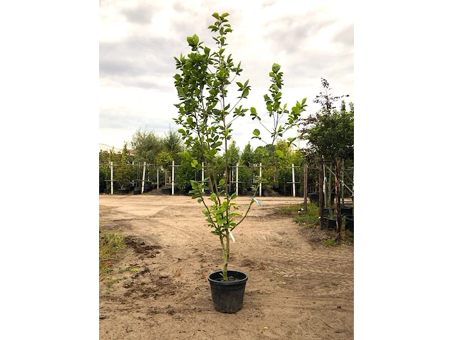 Beverboom magnolia 'yellow river', meerstammig, zachtgele bloei, ca. 250 cm hoog - afbeelding 1 van  2
