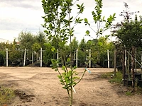 Beverboom magnolia 'yellow river', meerstammig, zachtgele bloei, ca. 250 cm hoog - afbeelding 1 van  2