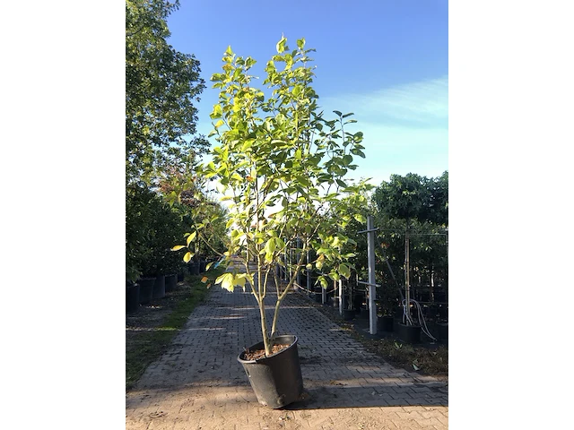 Beverboom magnolia 'yellow river', meerstammig, zachtgele bloei, ca. 250 cm hoog - afbeelding 1 van  2