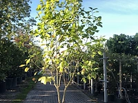 Beverboom magnolia 'yellow river', meerstammig, zachtgele bloei, ca. 250 cm hoog - afbeelding 1 van  2