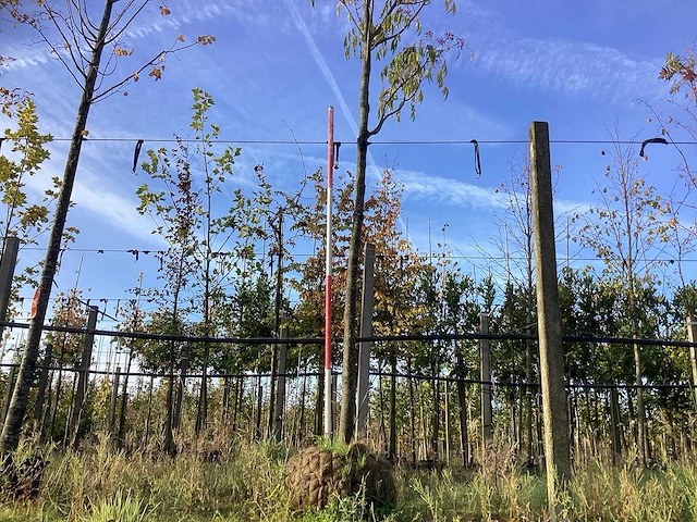 Bijenboom - sierboom - afbeelding 1 van  3