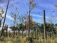 Bijenboom - sierboom