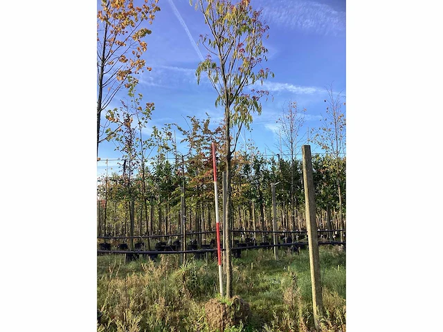 Bijenboom - sierboom - afbeelding 2 van  3