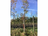Bijenboom - sierboom - afbeelding 2 van  3